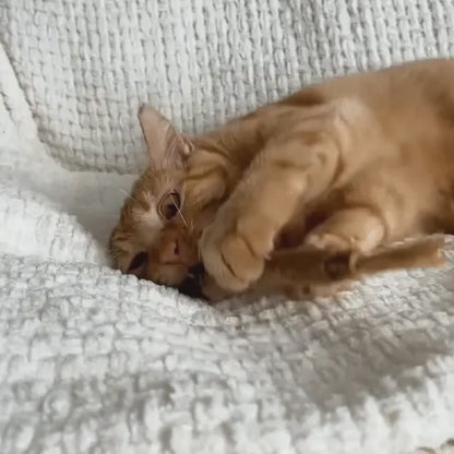 Patyczki Veluvia - Dla zdrowych zębów, świeżego oddechu i spokojnego kota